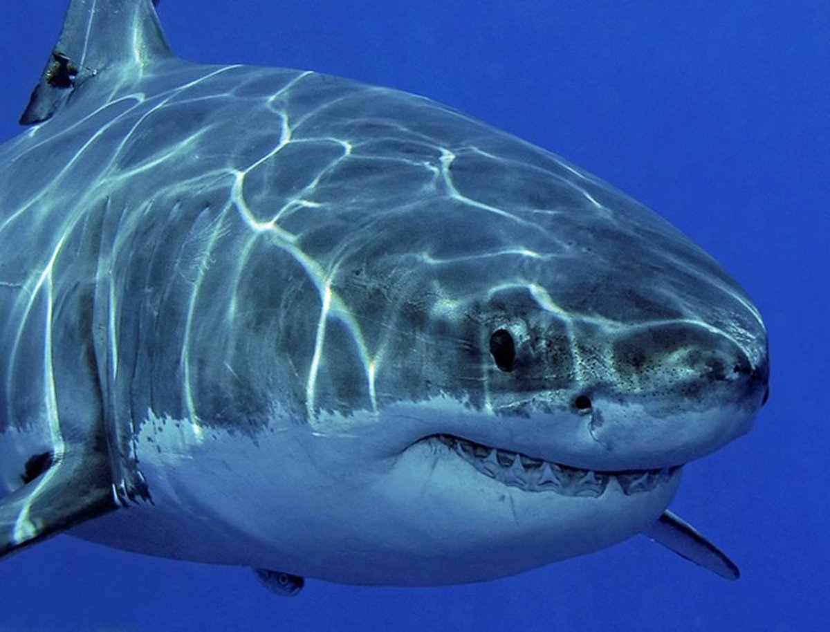 Carcharodon carcharias