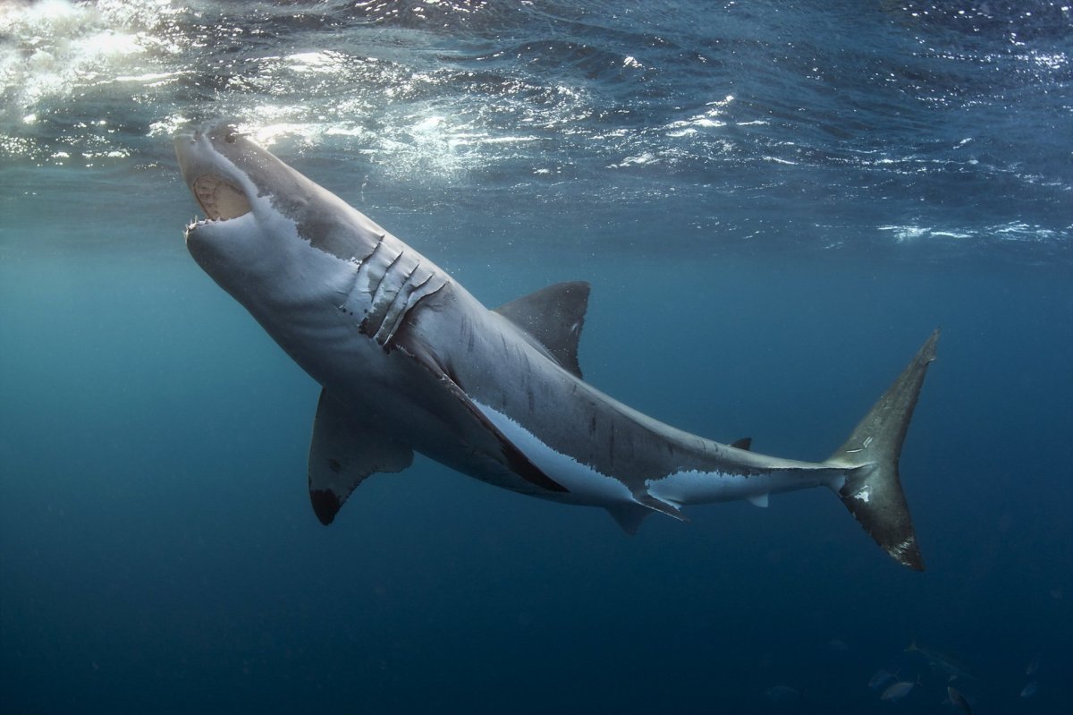 Большая белая акула (great White Shark)
