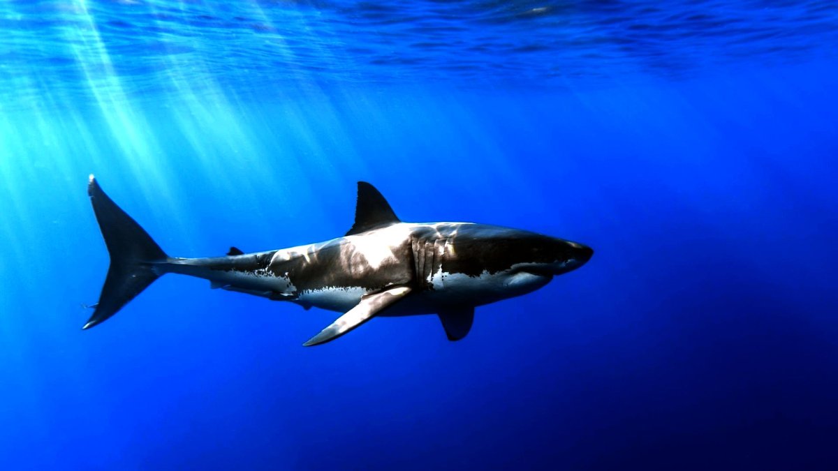 Carcharodon carcharias