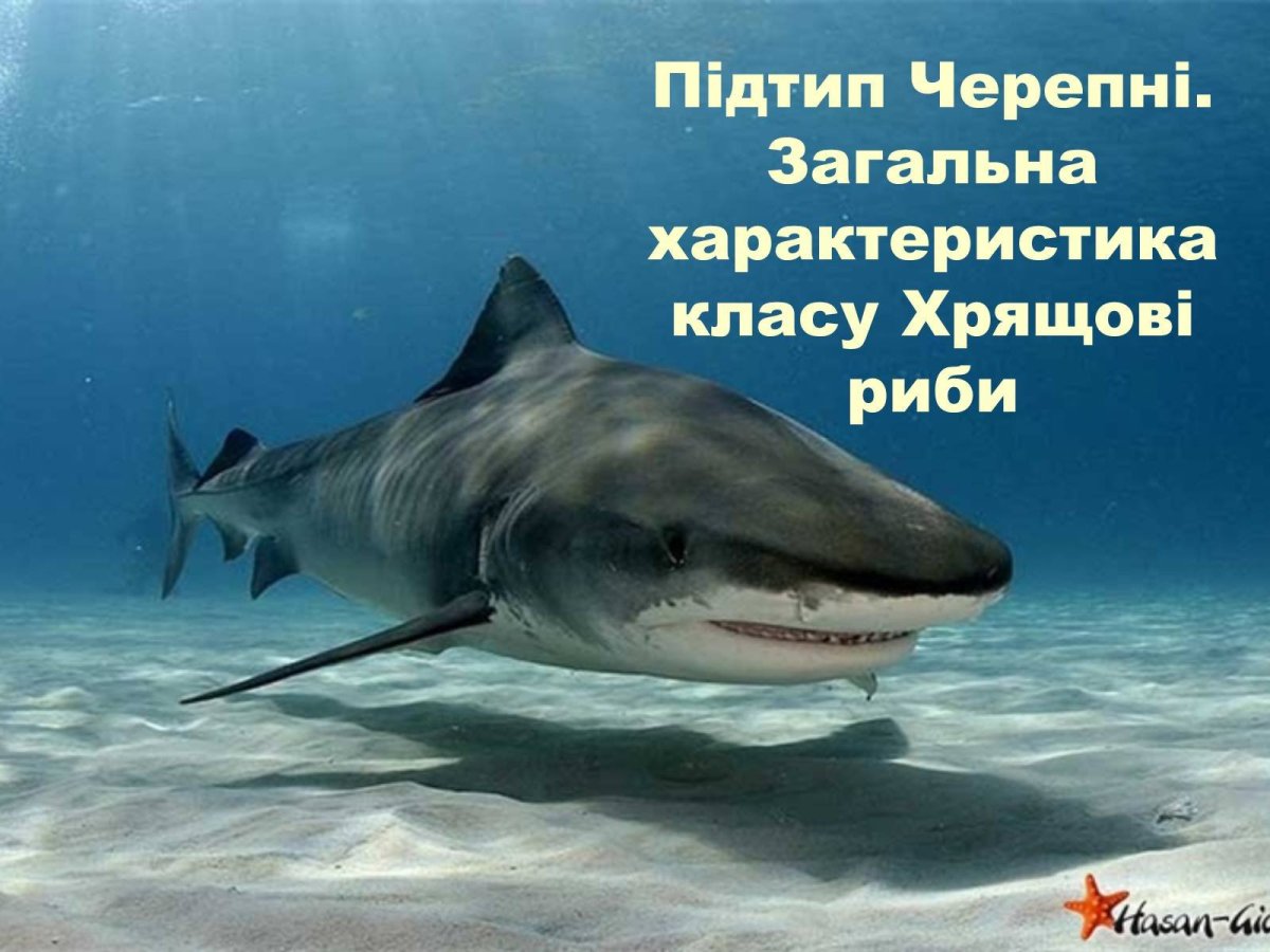 Морские рыбы акула
