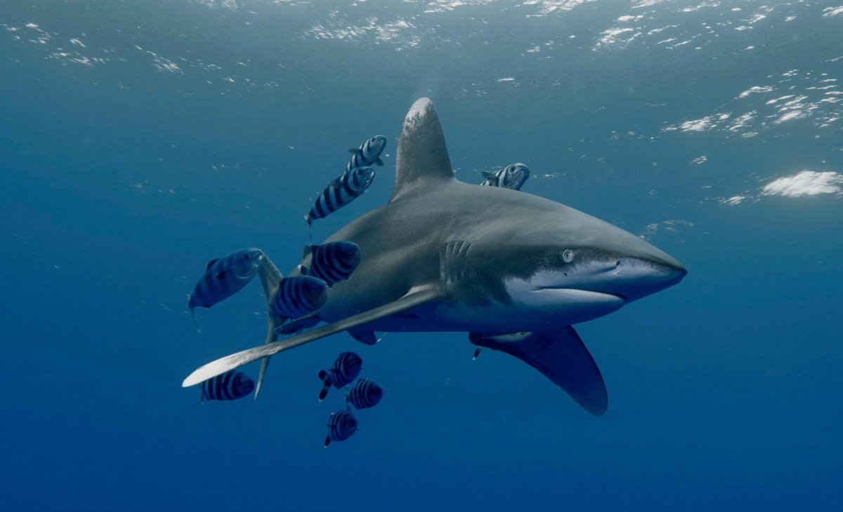 Shark Diving Red Sea