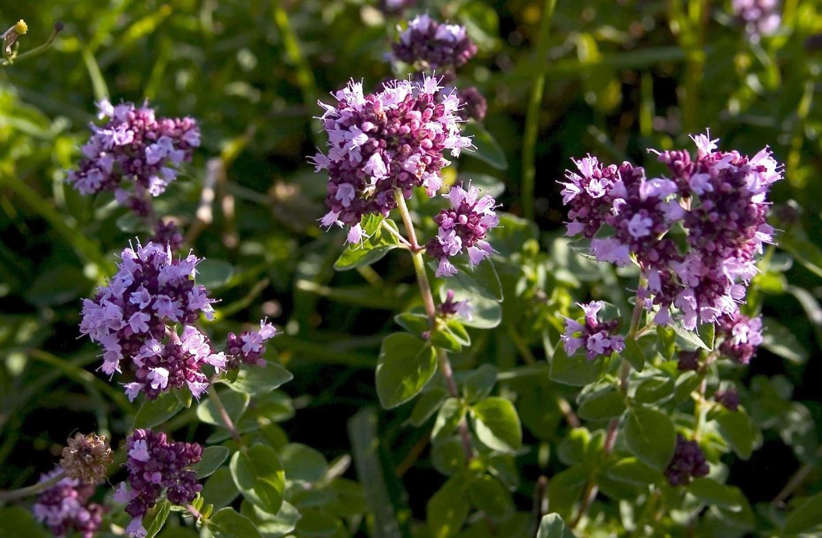 Душица обыкновенная (Origanum vulgare)