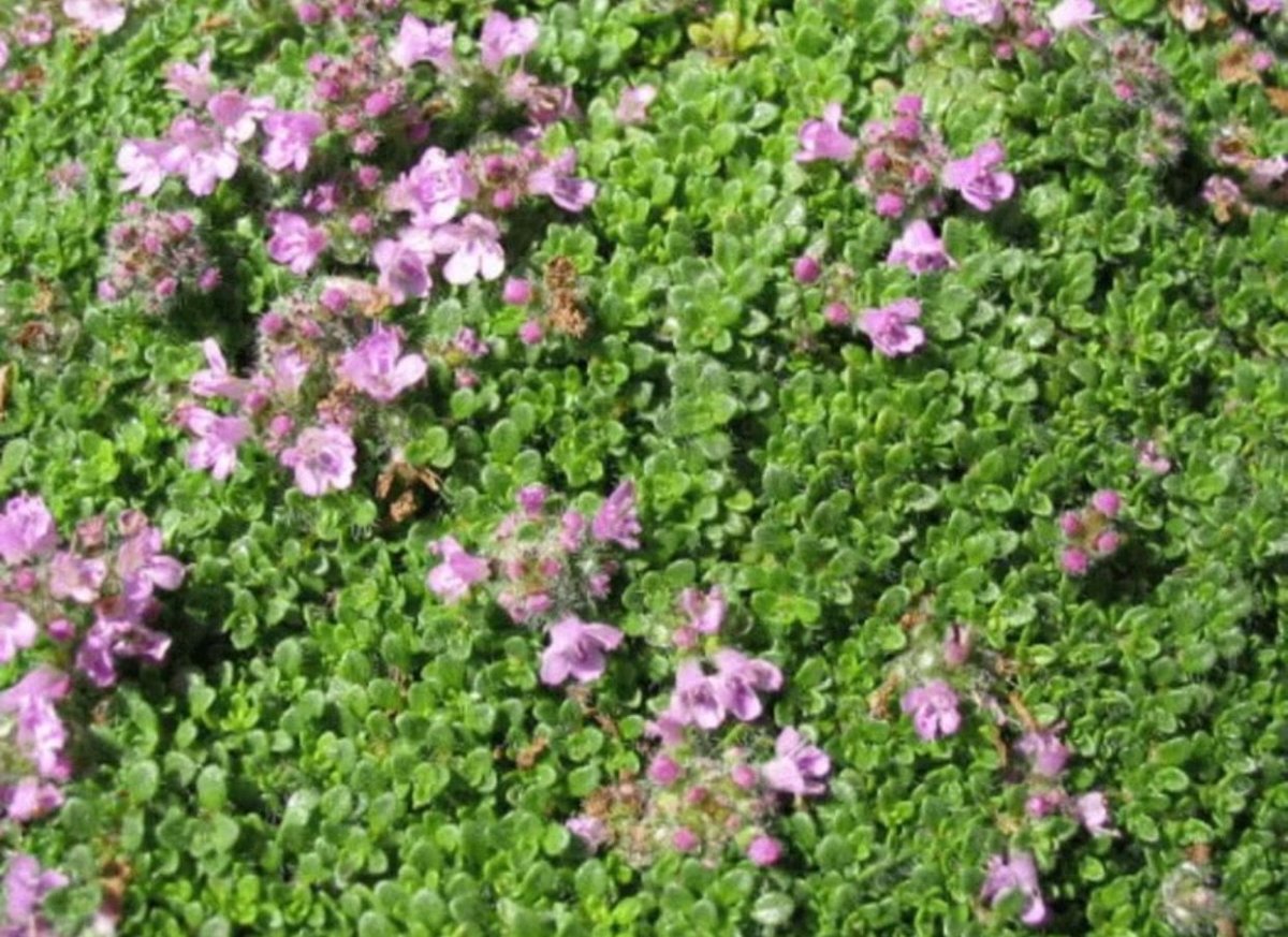Тимьян Thymus praecox Minor