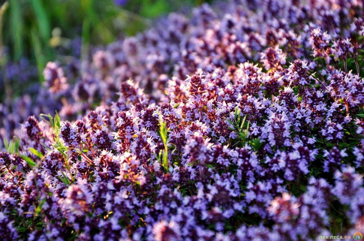 Тимьян ползучий (Thymus serpyllum)