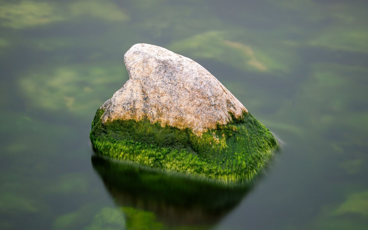 Камни в мху и воде