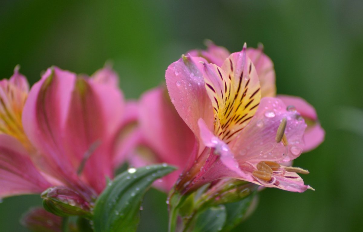 Alstroemeria spec диаграмма цветка