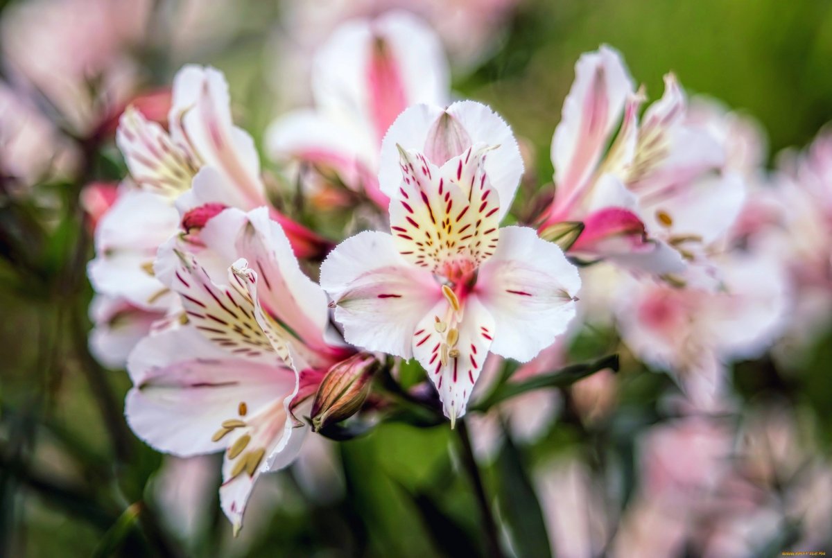 Альстромерия White Pink blush