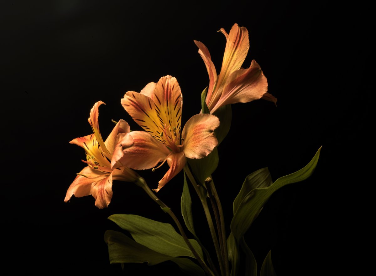 Alstroemeria Orange
