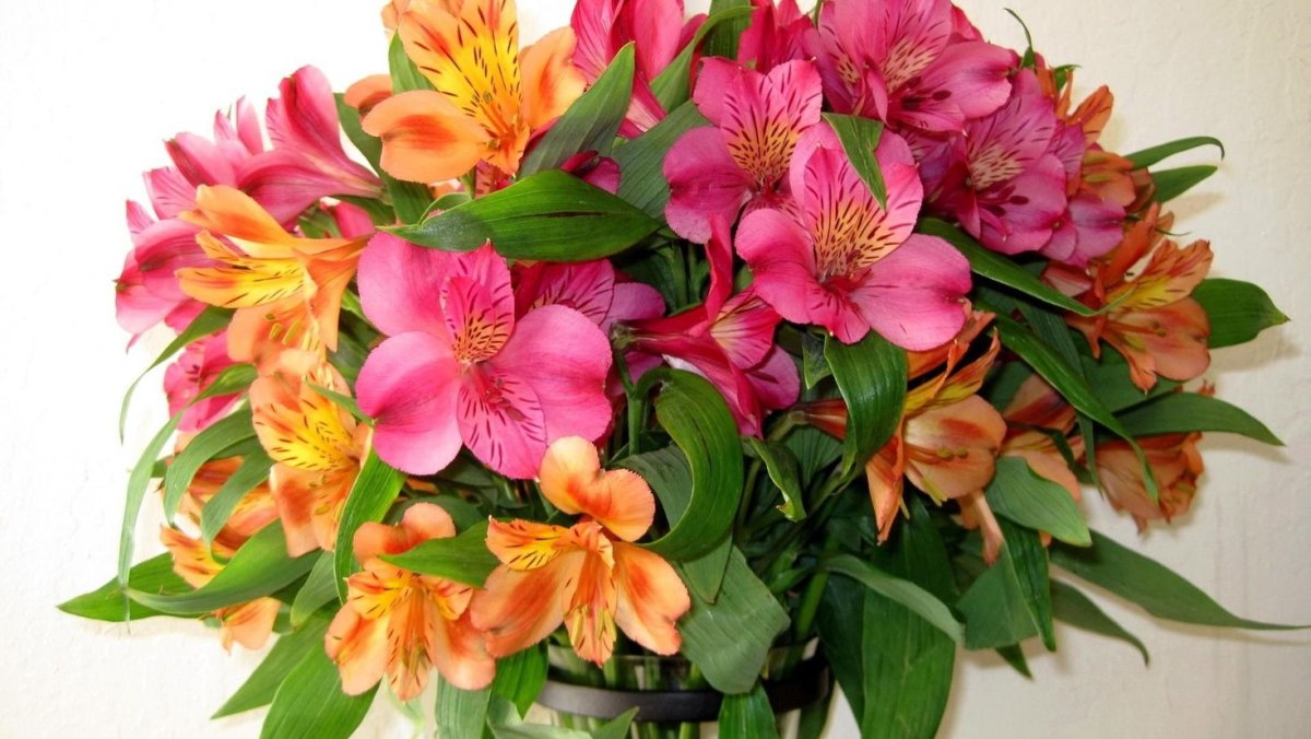 Alstroemeria ligtu