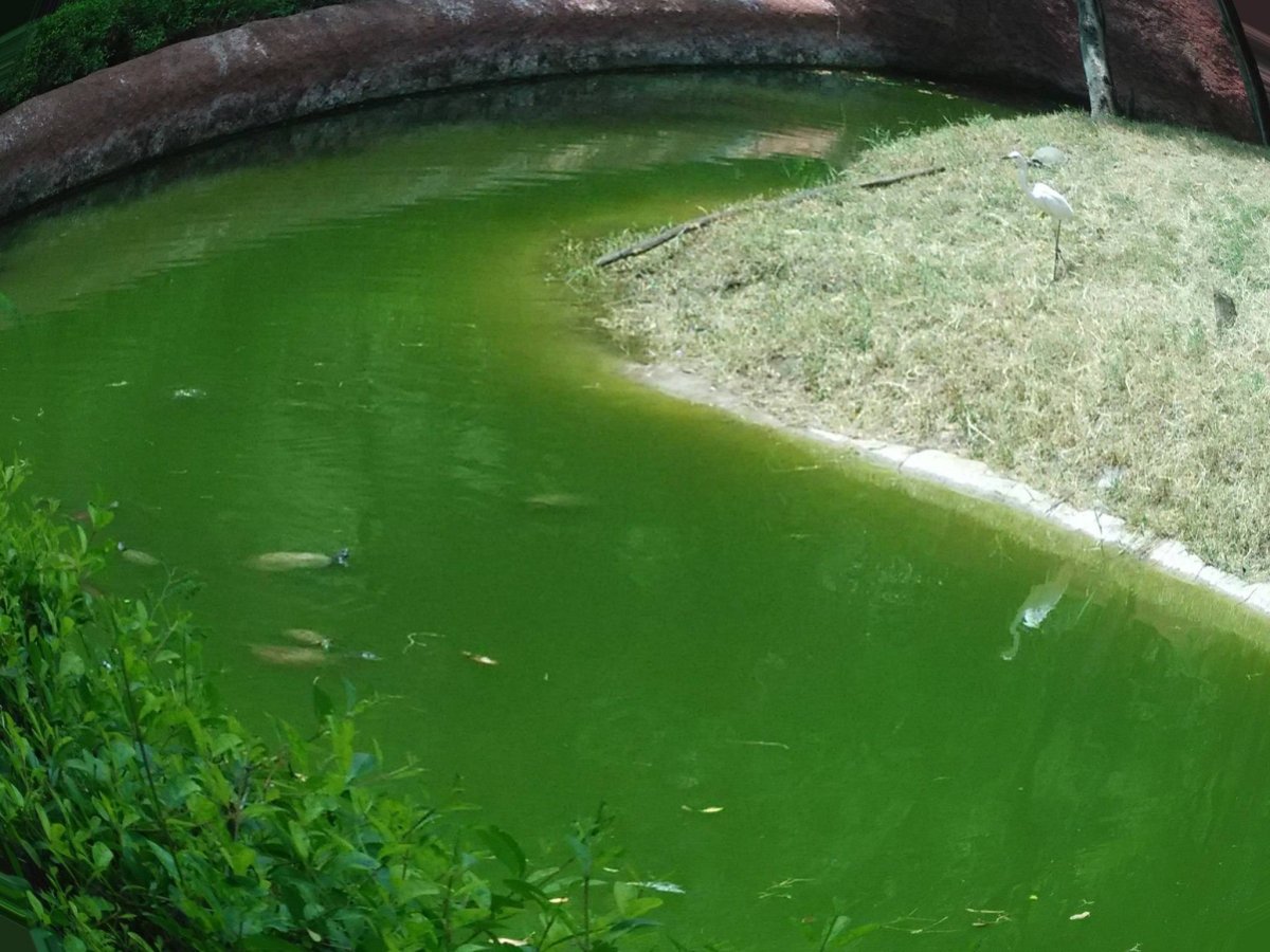 Хлорелла водная