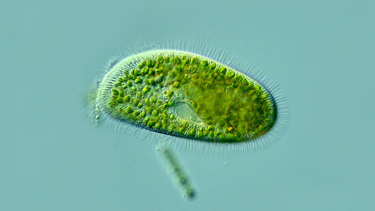 Одноклеточная водоросль хлорелла
