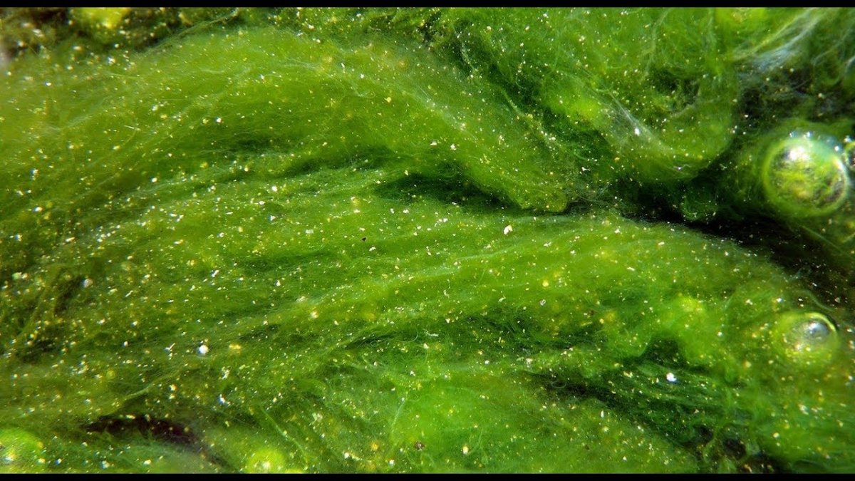 Хлорелла водоросль