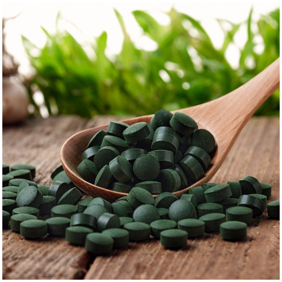 Spirulina SP. – Спирулина