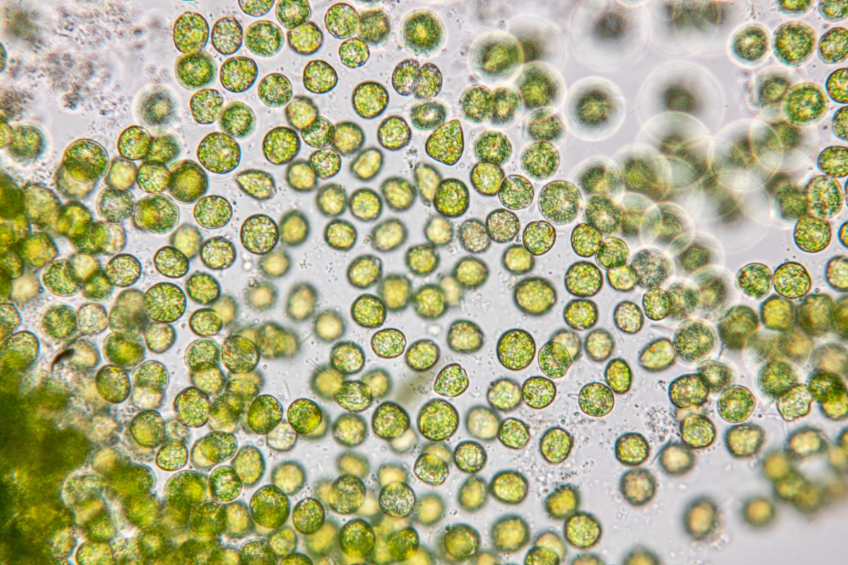 Chlorella vulgaris под микроскопом