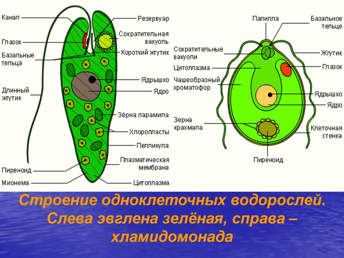 Рисунок одноклеточной водоросли хламидомонады