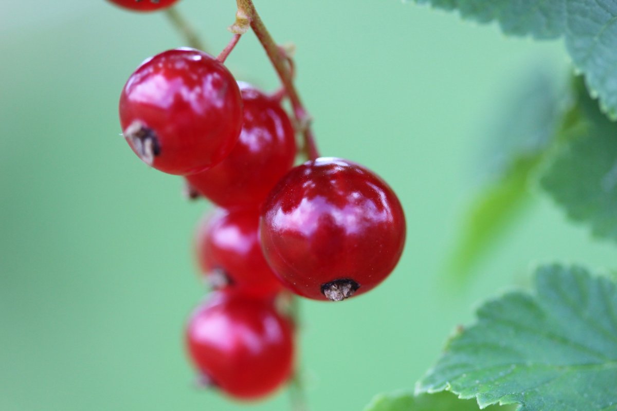 Red Berry ягода