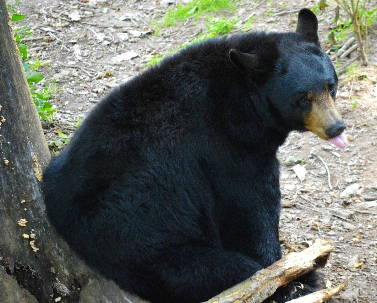 Барибал (Ursus americanus)