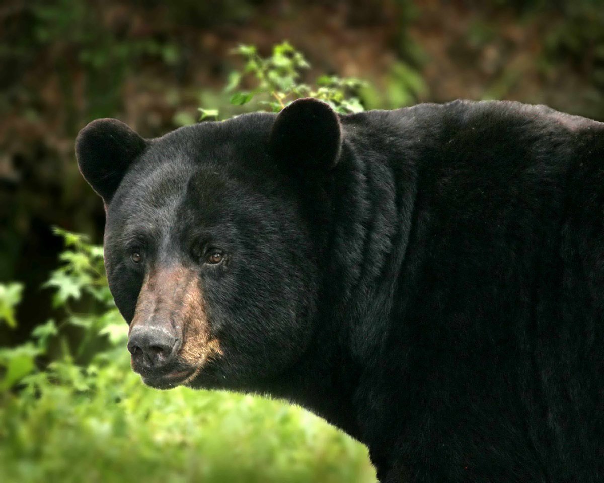 Американский черный медведь (Ursus americanus)