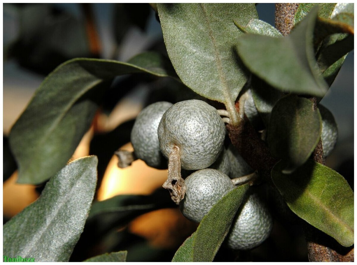 Лох серебристый (Elaeagnus commutata)