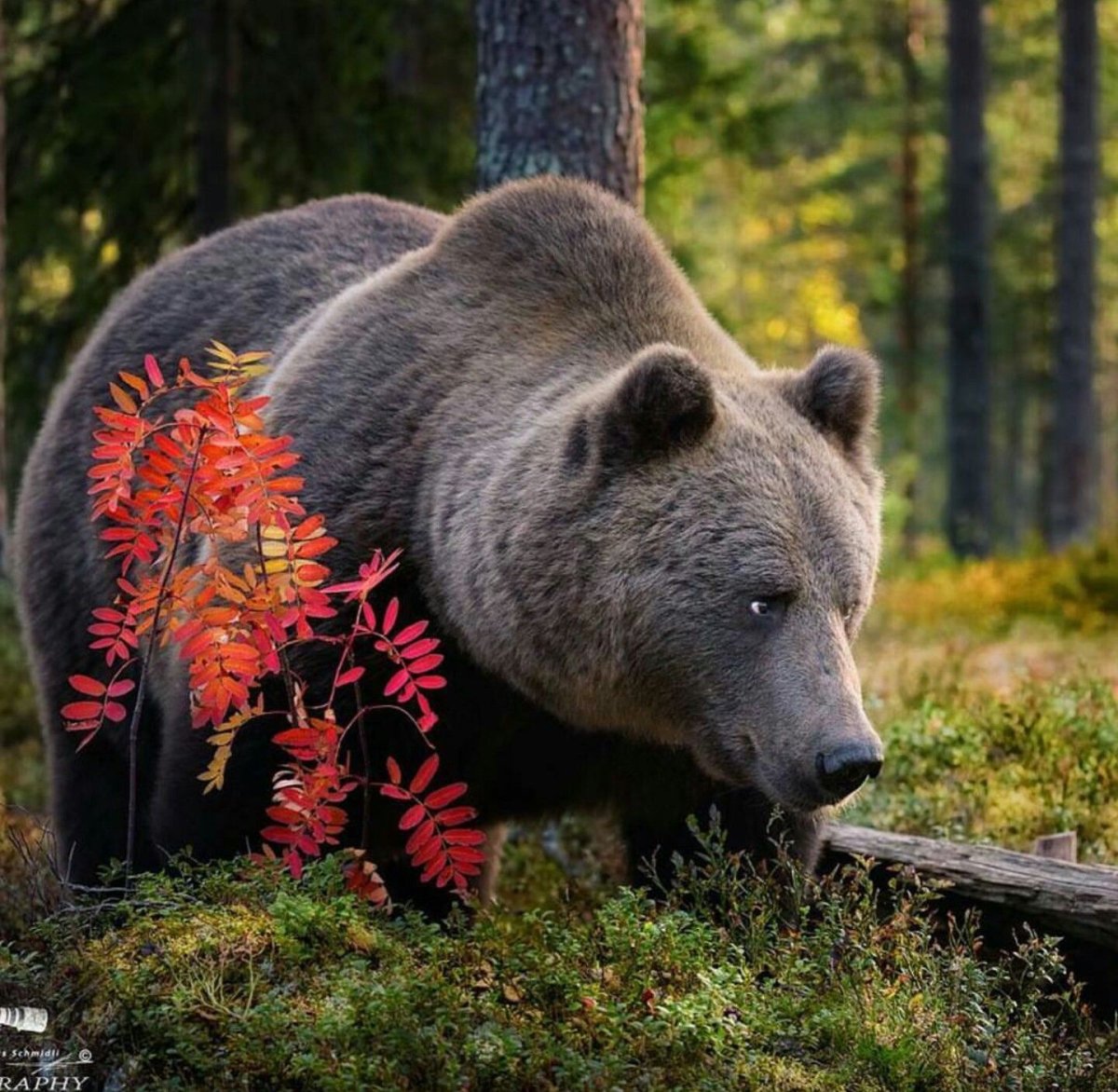 Мишка в осеннем лесу