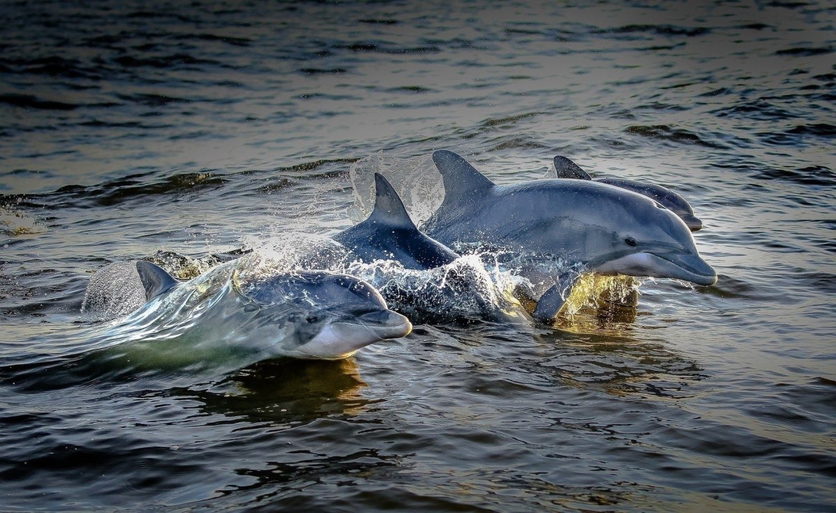 Дельфин Балтийского моря
