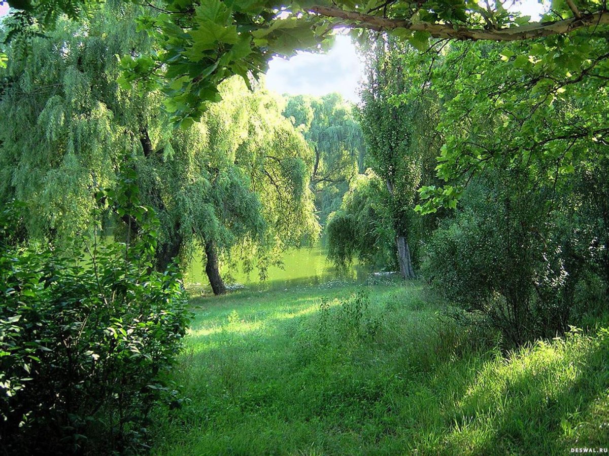 Уголок природы в лесу