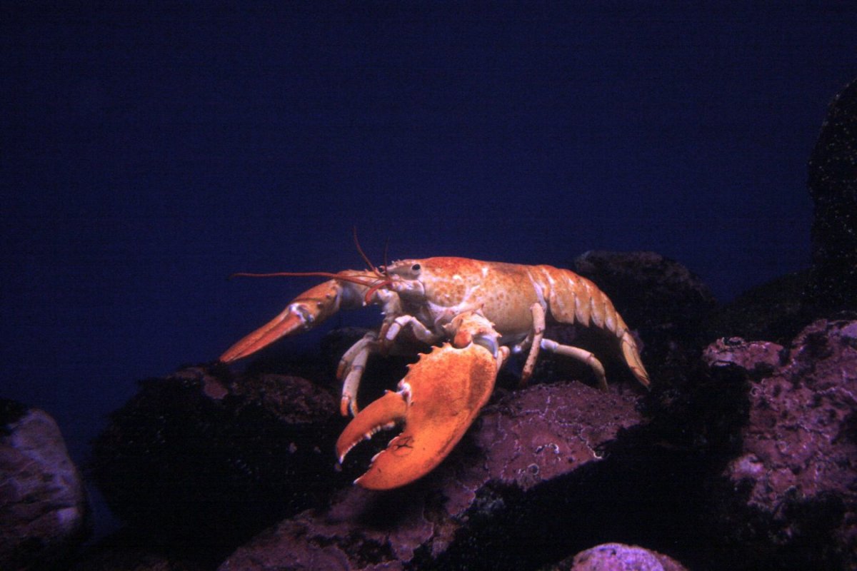 Ракообразные Омар морской