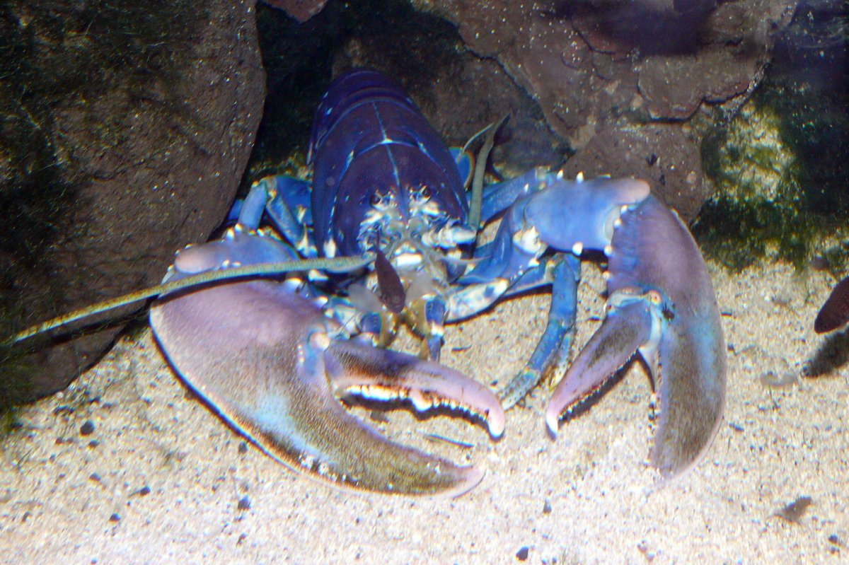 Homarus Gammarus