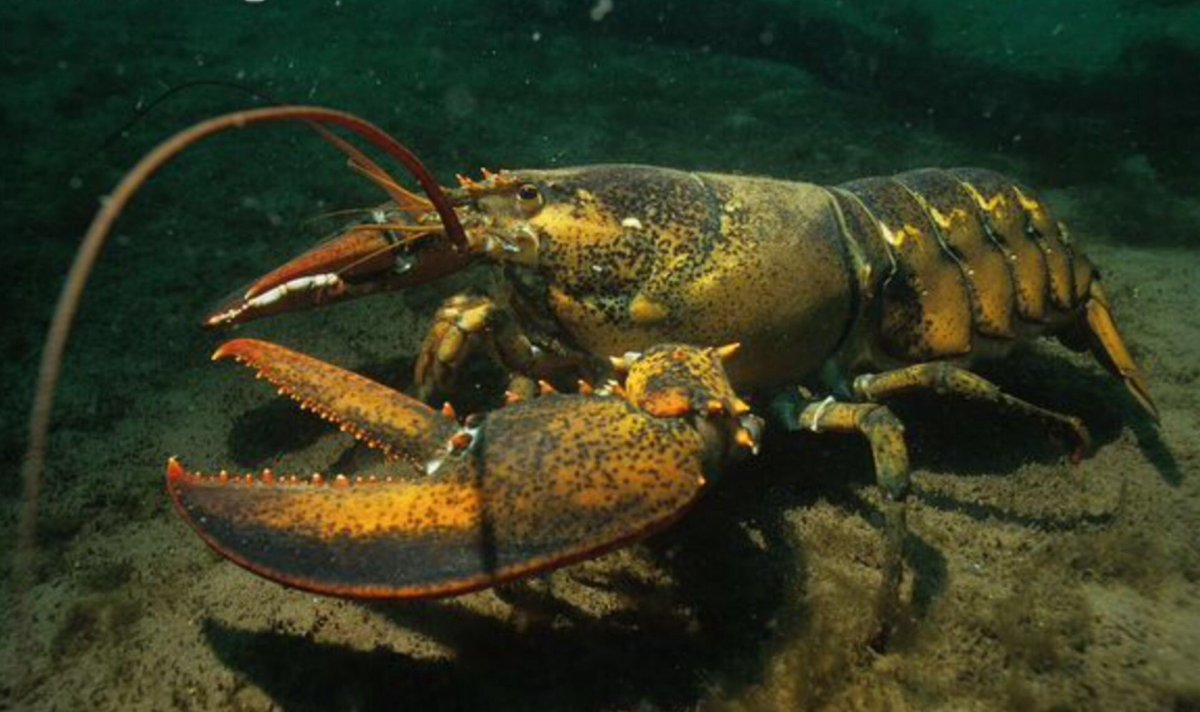 Homarus americanus