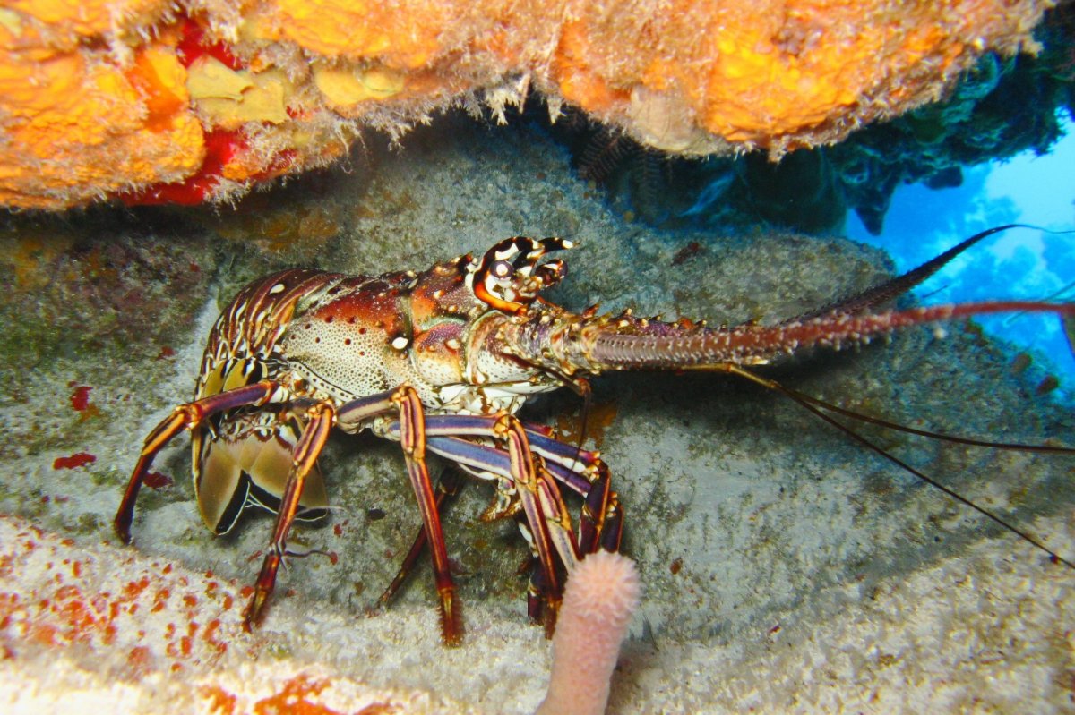 Морские ракообразные лобстер