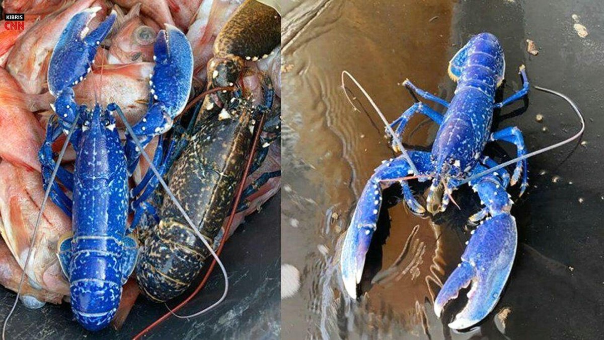 Голубой Омар