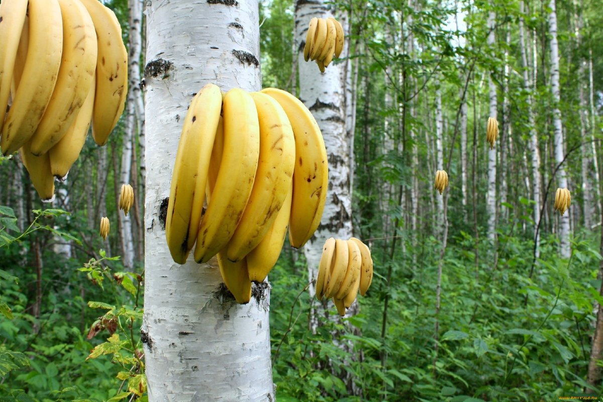 Бананы растут