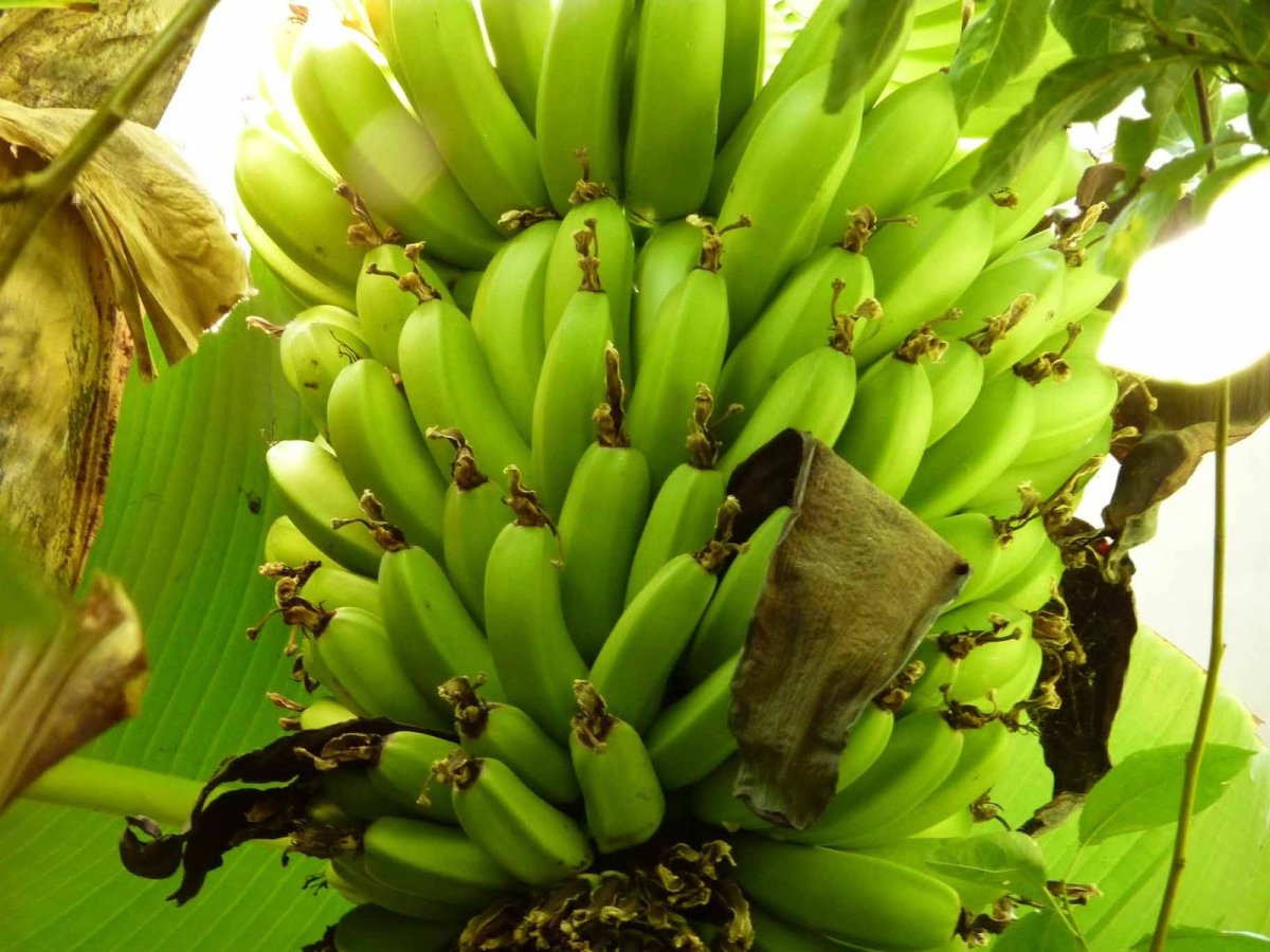 Банан Musa Tropicana плоды