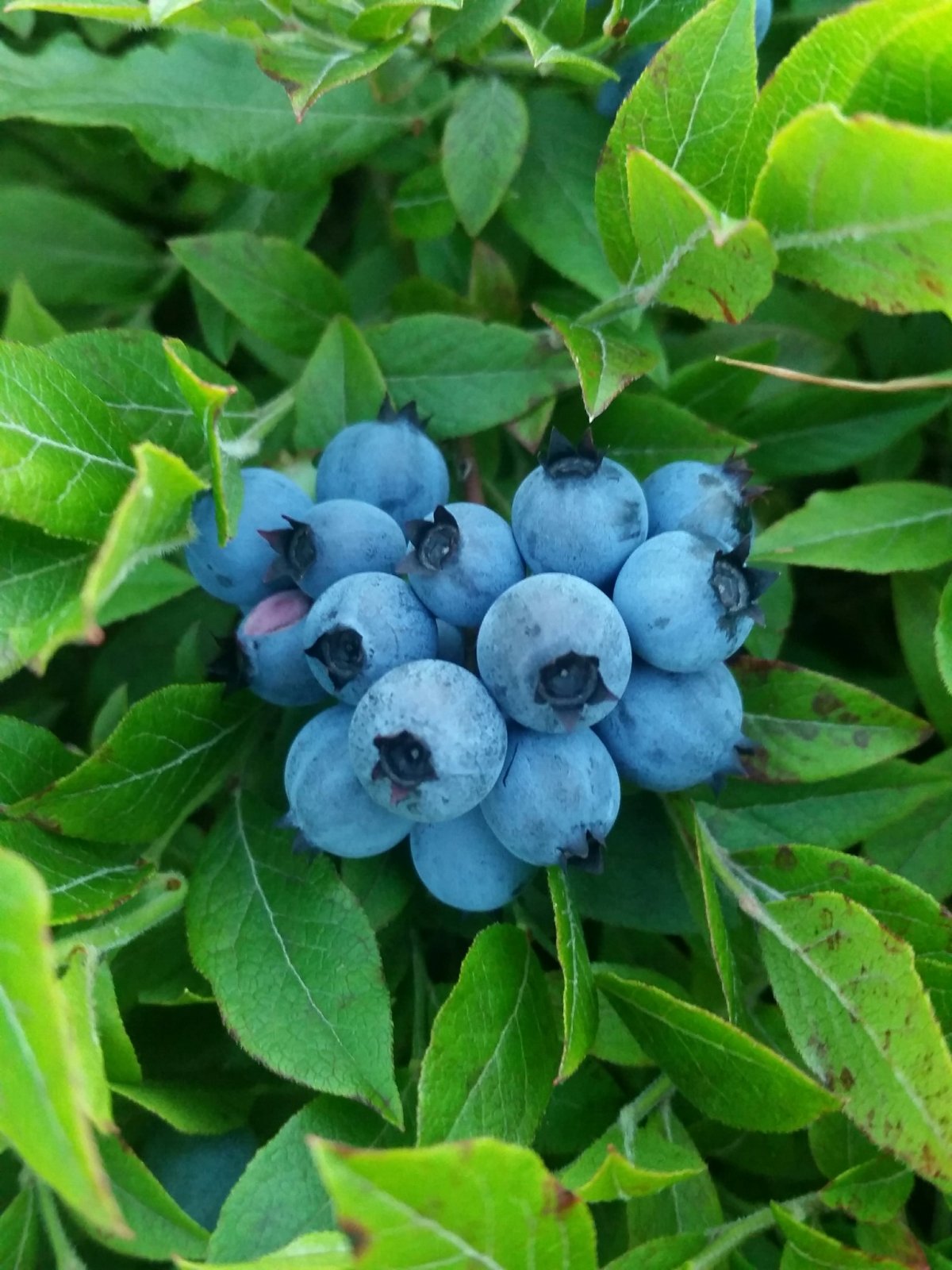 Blueberry Bilberry