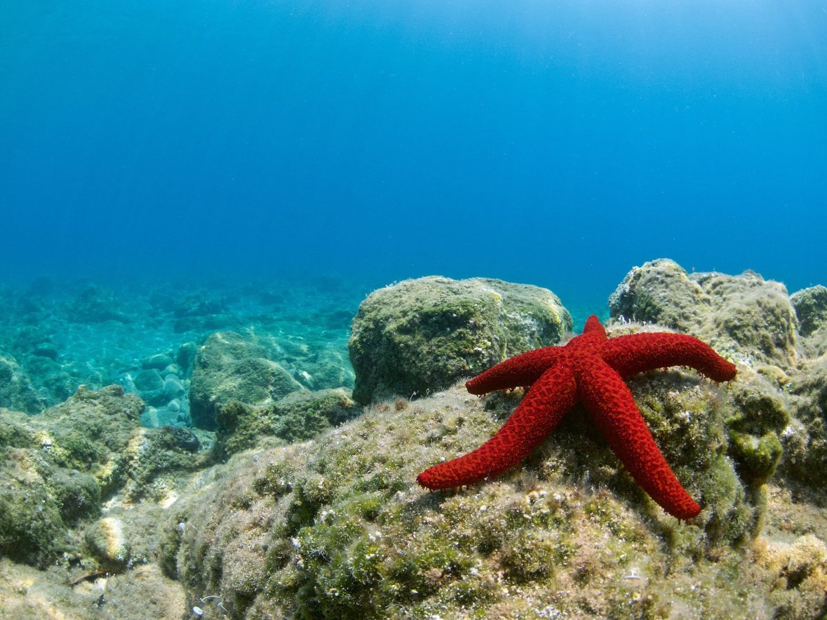 Бентос морская звезда