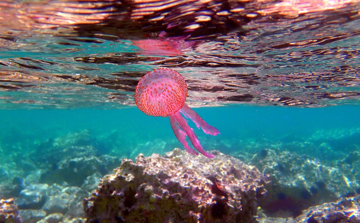 Mauve Stinger Jellyfish