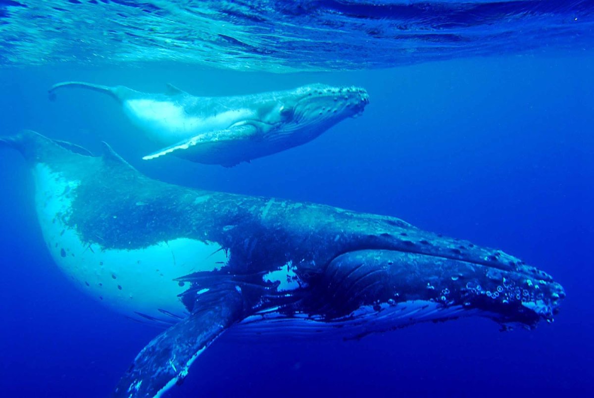 Популяция китов в мировом океане