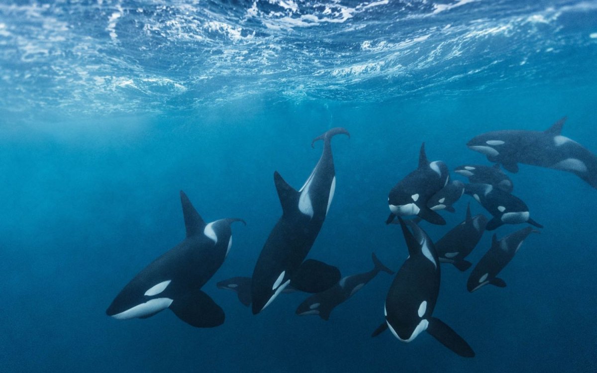 Косатка - Orcinus Orca (Дальневосточная Плотоядная популяция)