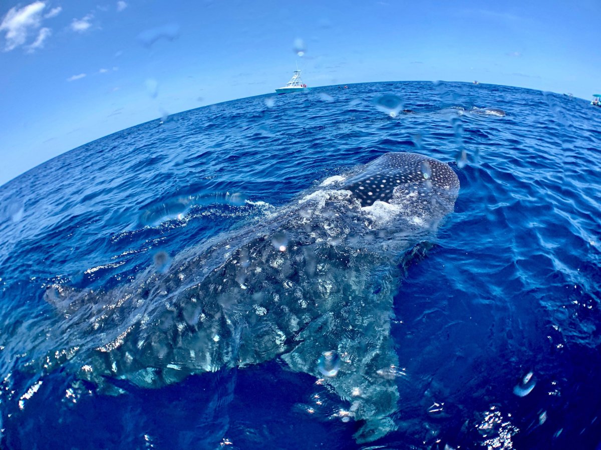 Blue Whale Shark