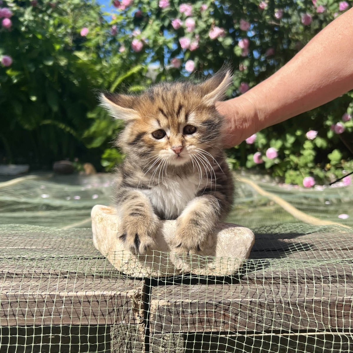 Кошка в Электростали