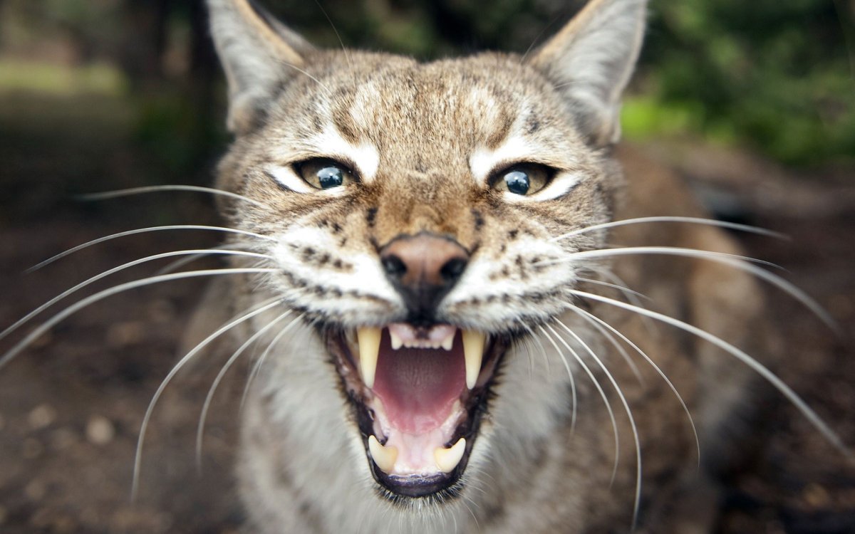 Ocelot Lynx