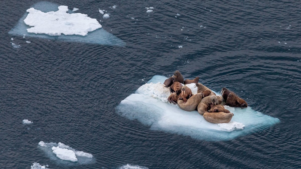 Моржи в Баренцевом море