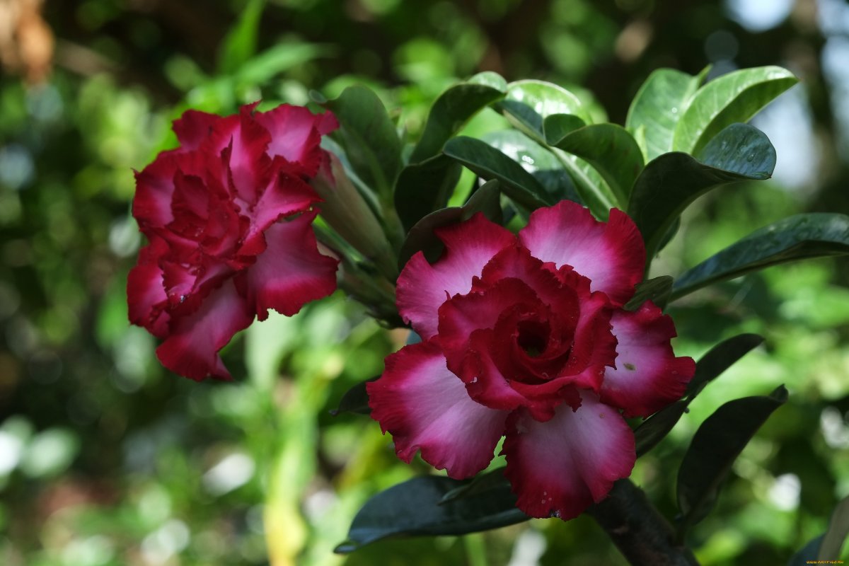 Адениум (Adenium)