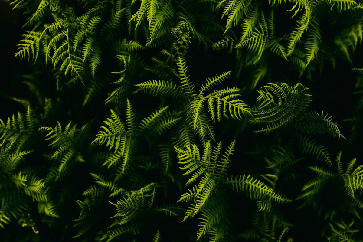 Wallpaper 4 k папоротник