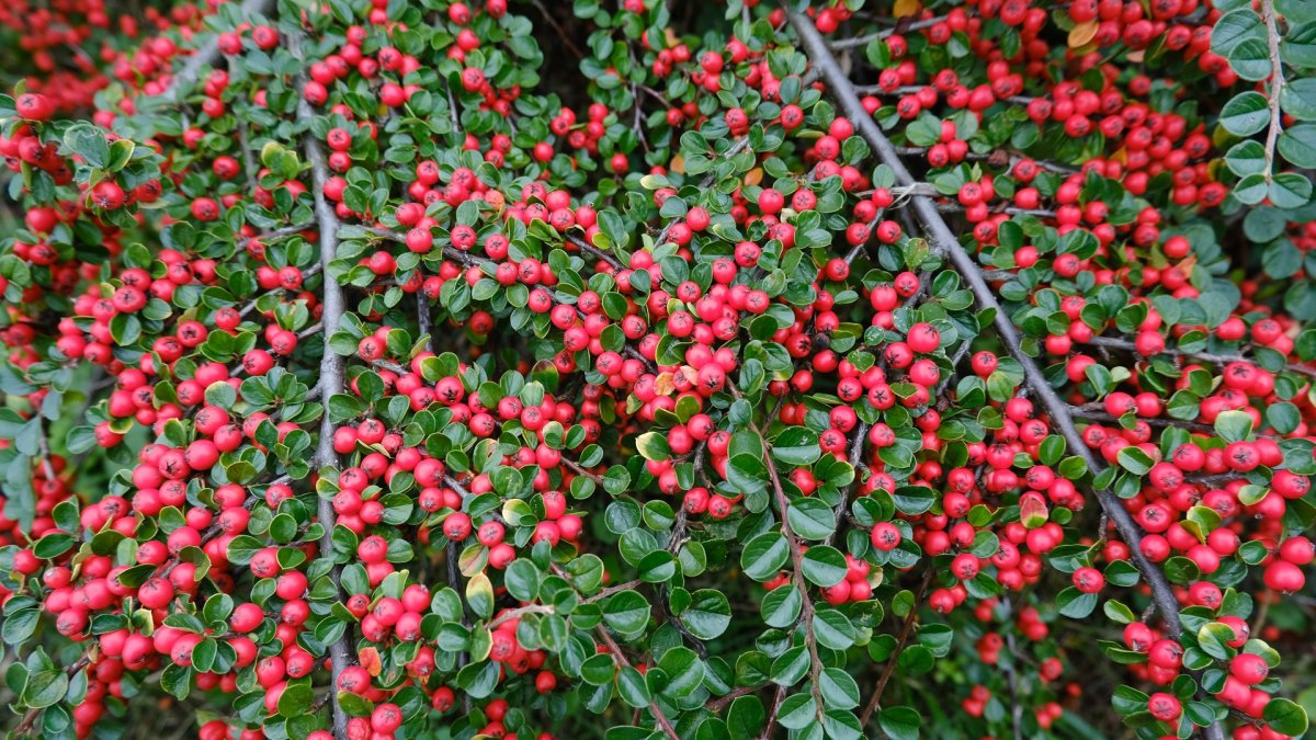 Кизильник (Cotoneaster)