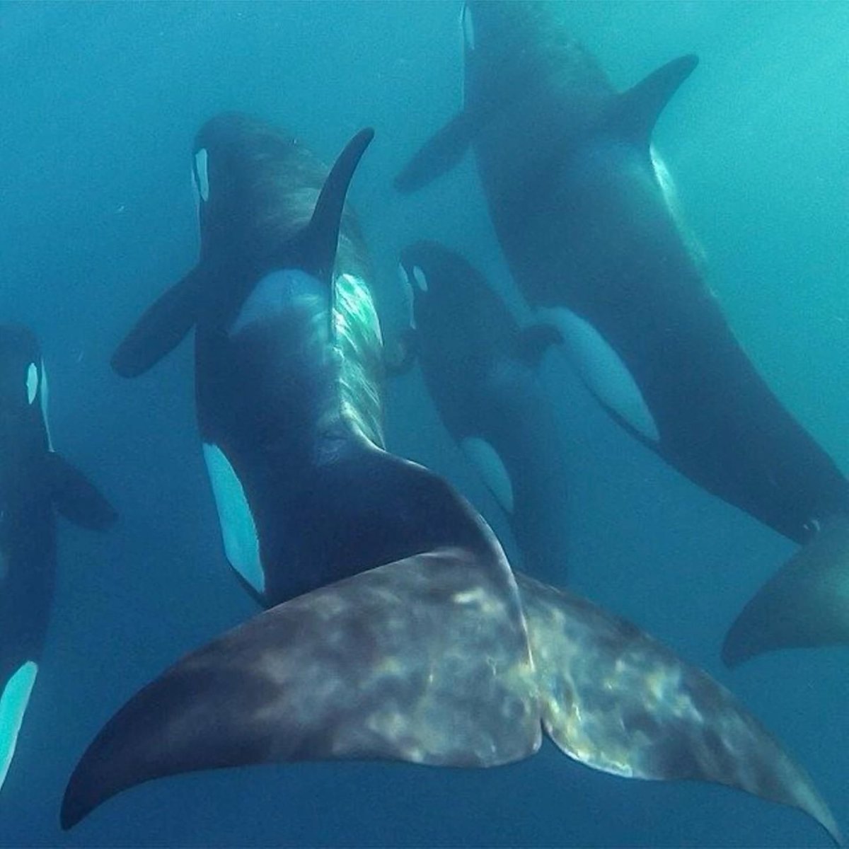 Bella's closest animal friend is the Majestic Orca.