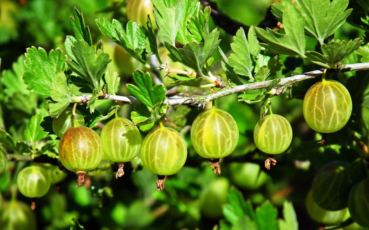 Крыжовник бесшипный (Лисавенко, Окс)