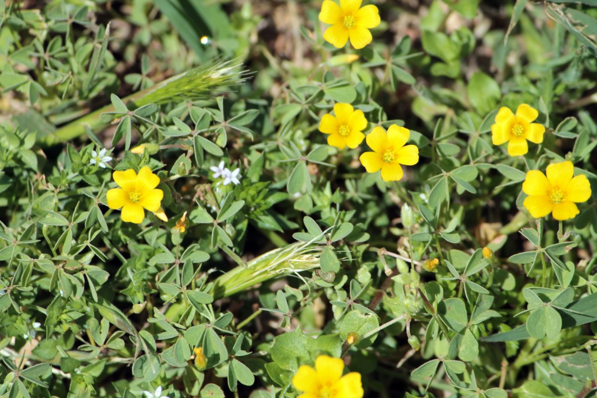 Potentilla erecta
