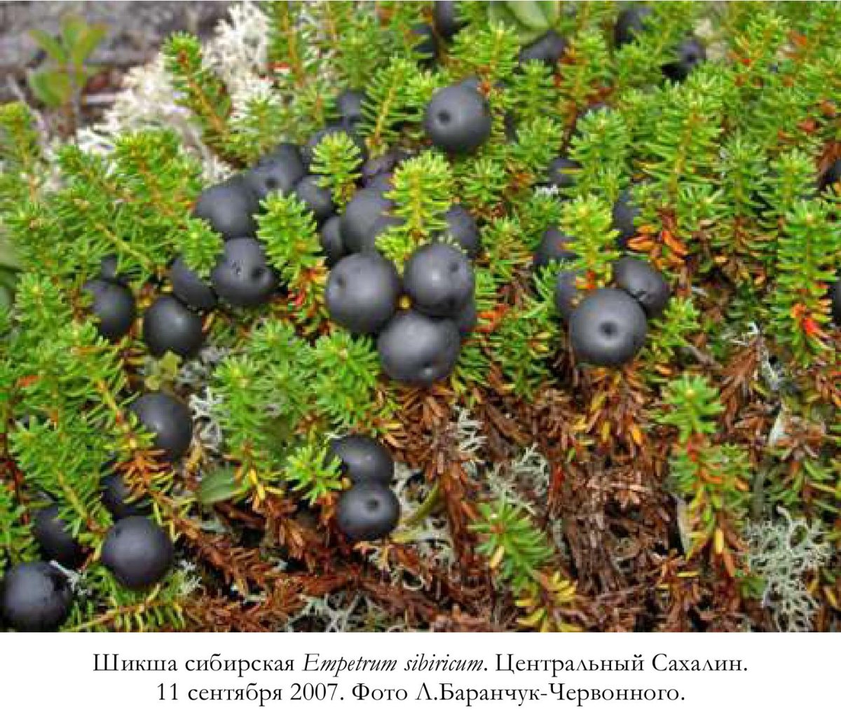 Шикша черная водяника Сибирская