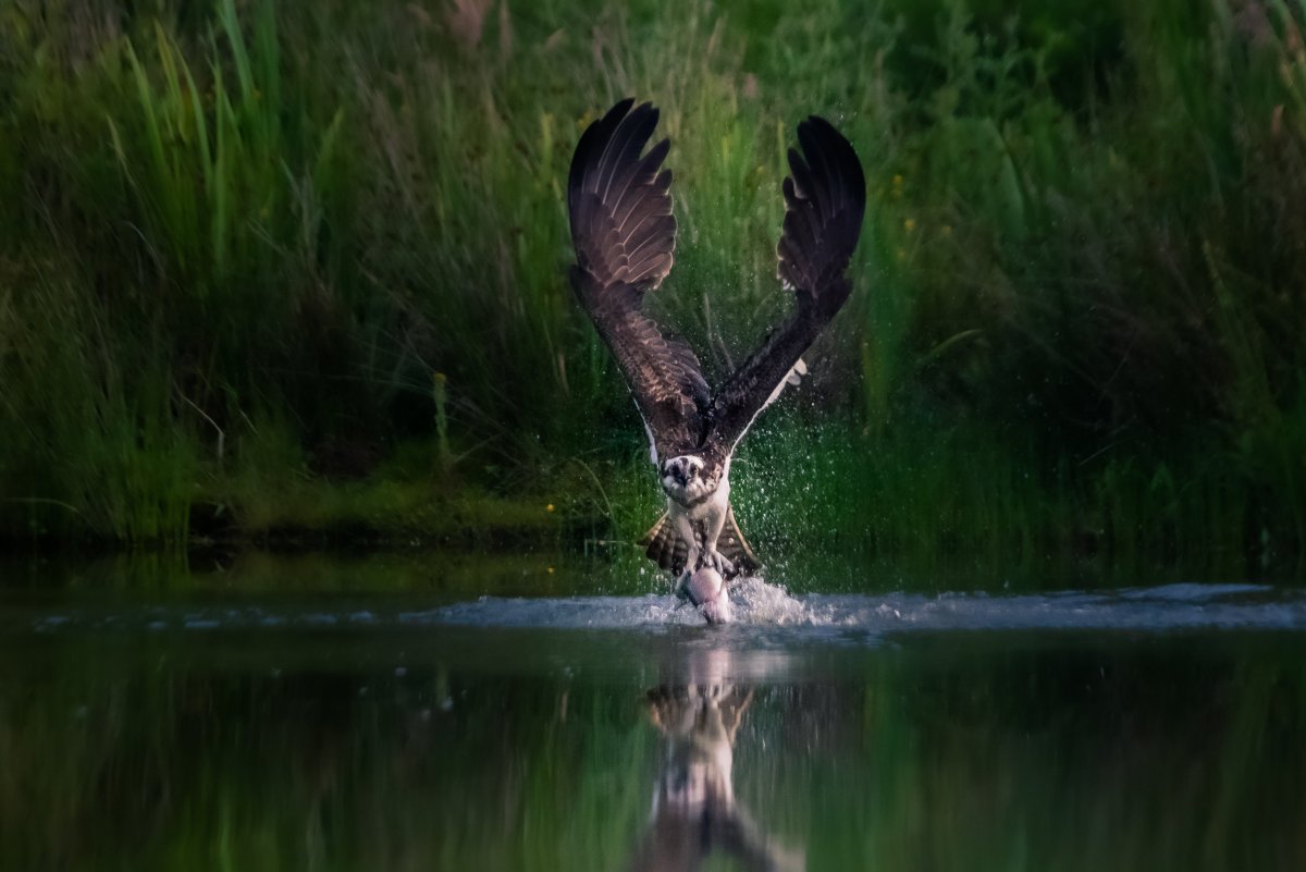 Дикая природа